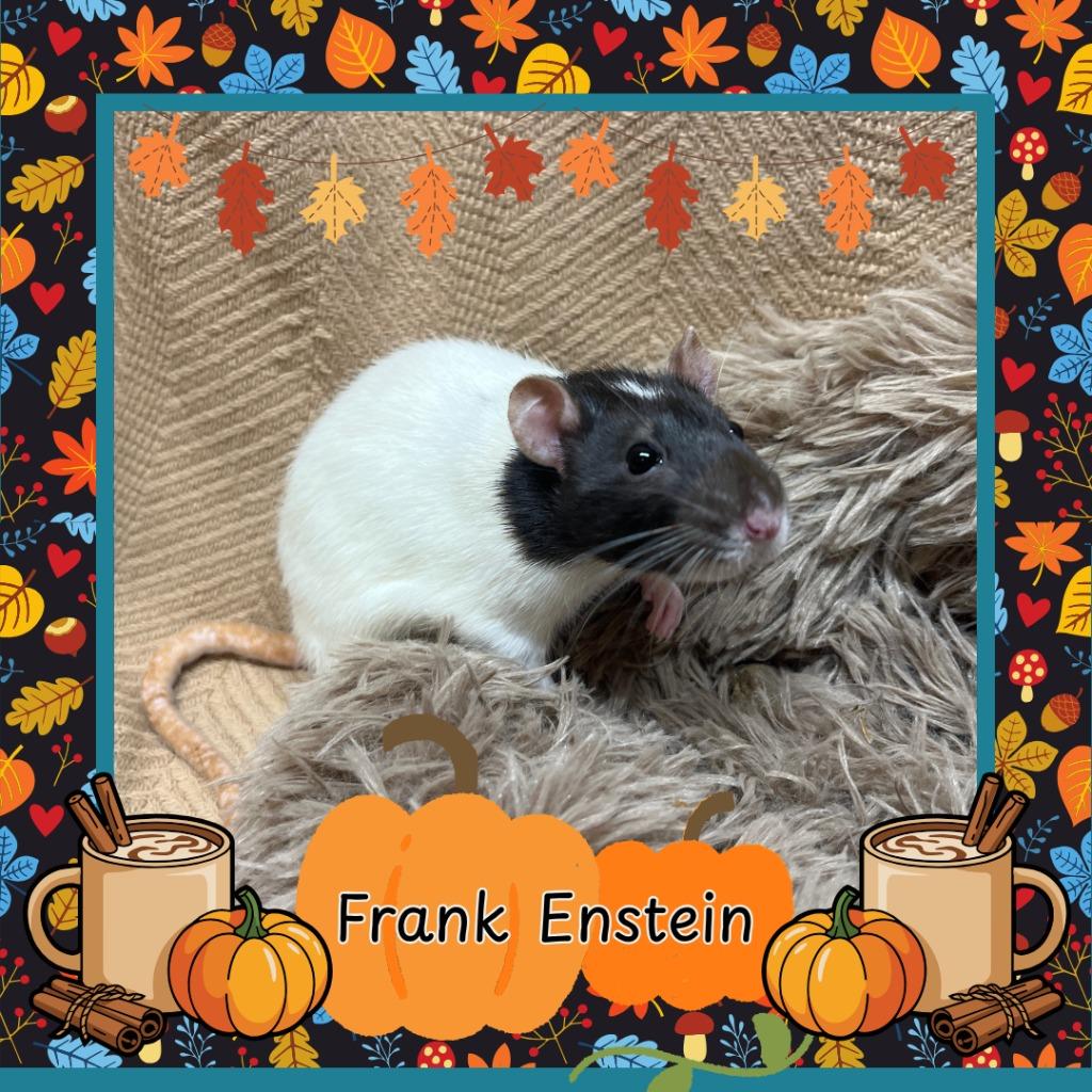 Frank Enstein, Adoptable, Young Female Rat.