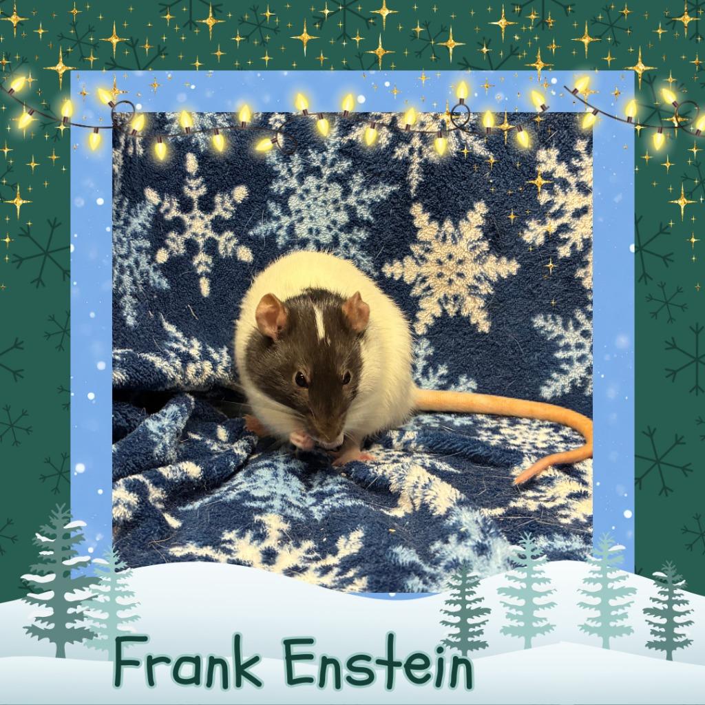 Enlarge Frank Enstein, a Adoptable Rat in Elizabethtown, KY image 2/5
