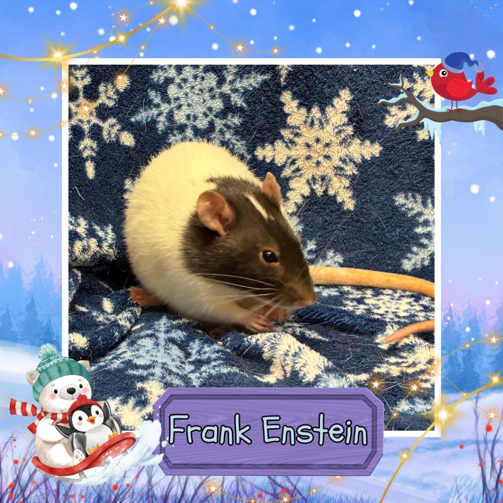 Enlarge Frank Enstein, a Adoptable Rat in Elizabethtown, KY image 3/5