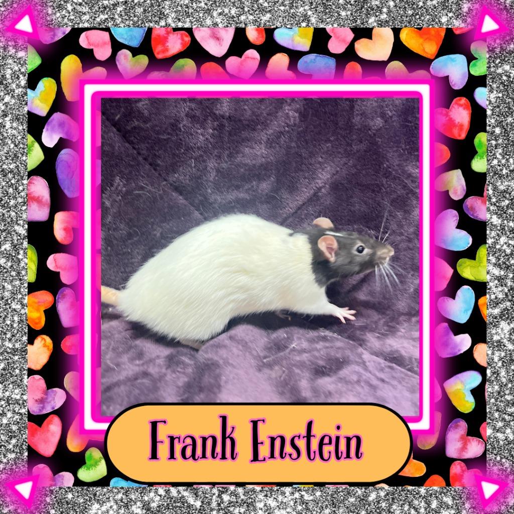 Enlarge Frank Enstein, a Adoptable Rat in Elizabethtown, KY image 4/5