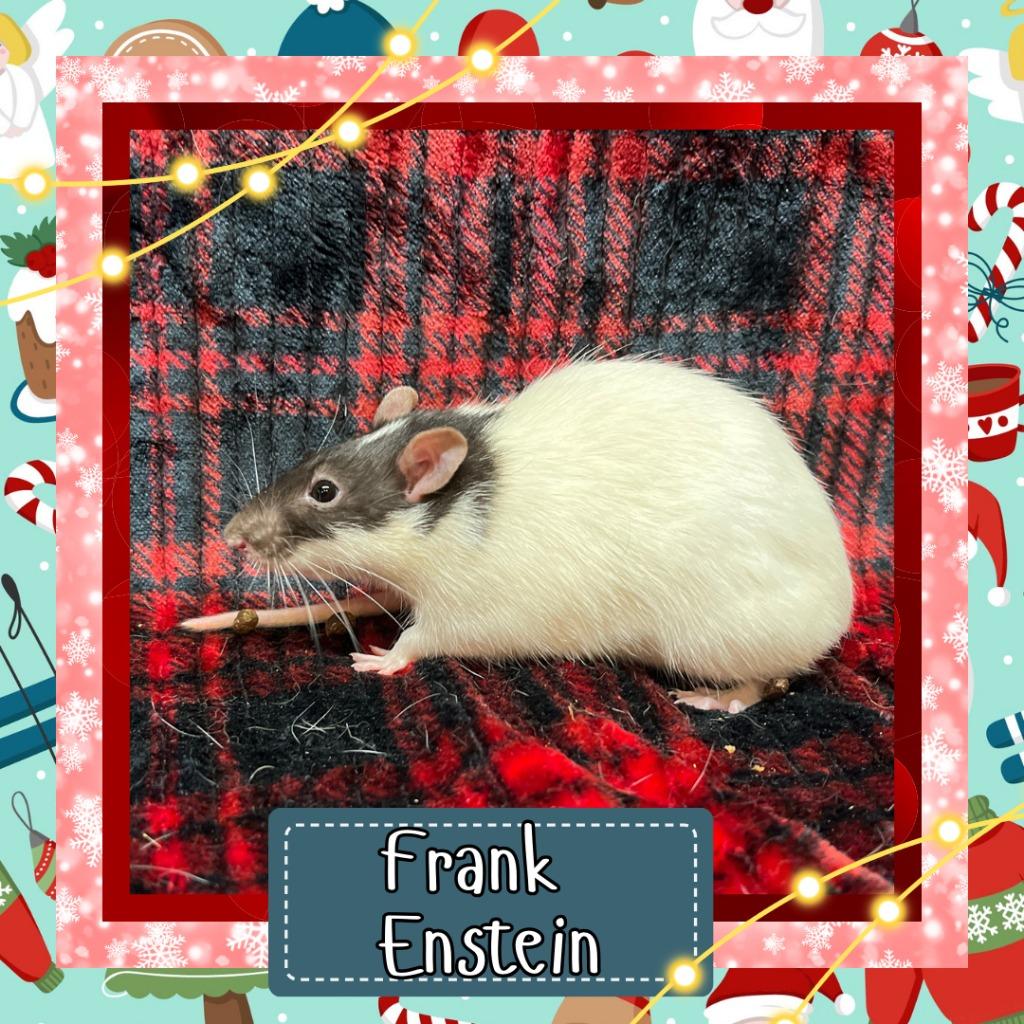 Enlarge Frank Enstein, a Adoptable Rat in Elizabethtown, KY image 5/5