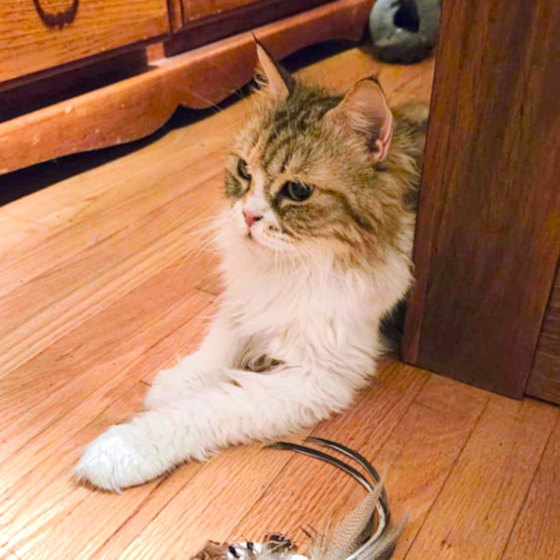 Enlarge Lady FAWAKEH, a Adoptable Persian in Mississauga, ON image 5/6