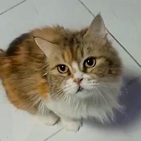 Enlarge Lady FAWAKEH, a Adoptable Persian in Mississauga, ON image 4/6