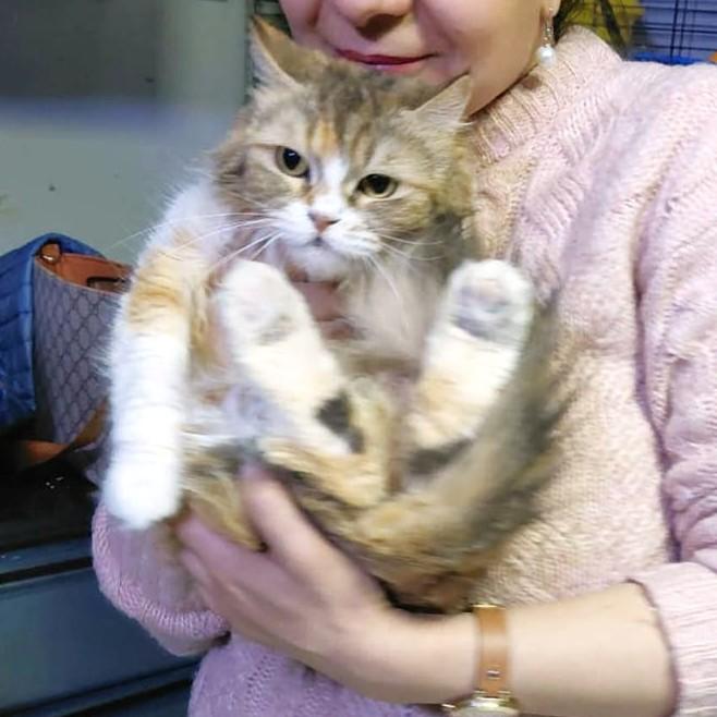 Lady FAWAKEH foster urgently needed by May 30, adoptable, Adult Female Persian.