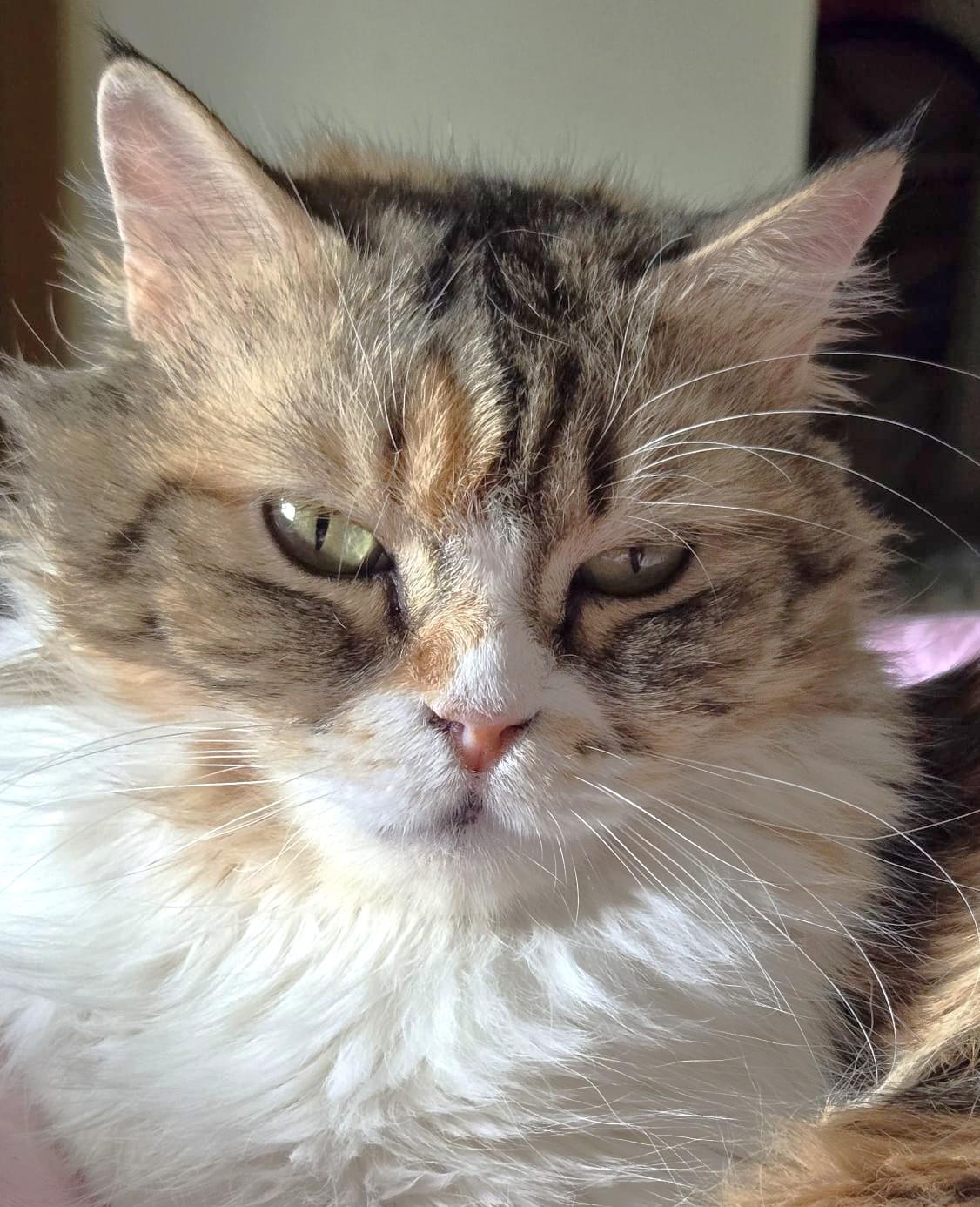 Enlarge Lady FAWAKEH, a Adoptable Persian in Mississauga, ON image 1/6