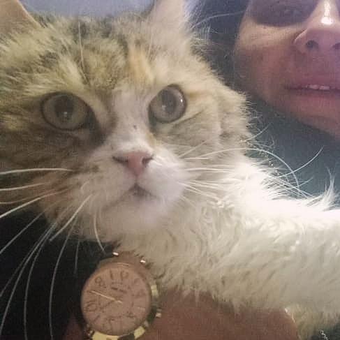 Enlarge Lady FAWAKEH, a Adoptable Persian in Mississauga, ON image 3/6