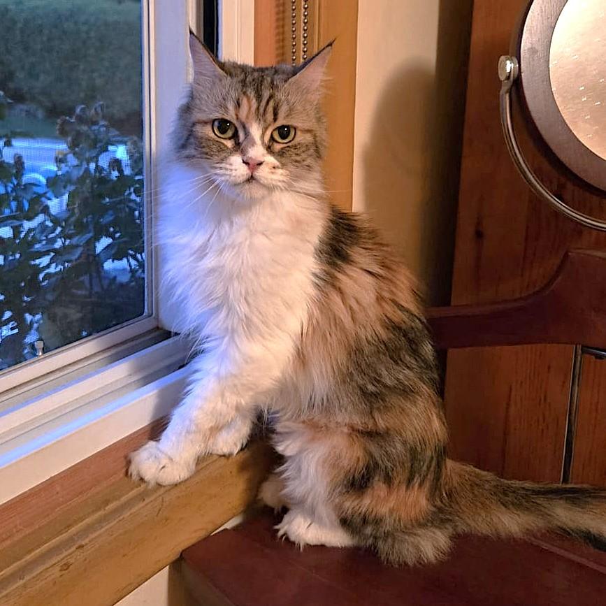 Enlarge Lady FAWAKEH, a Adoptable Persian in Mississauga, ON image 6/6