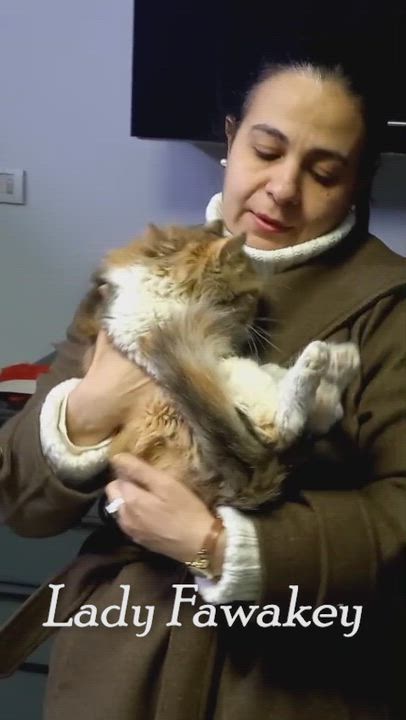 Enlarge Lady FAWAKEH, a Adoptable Persian in Mississauga, ON video 2/6