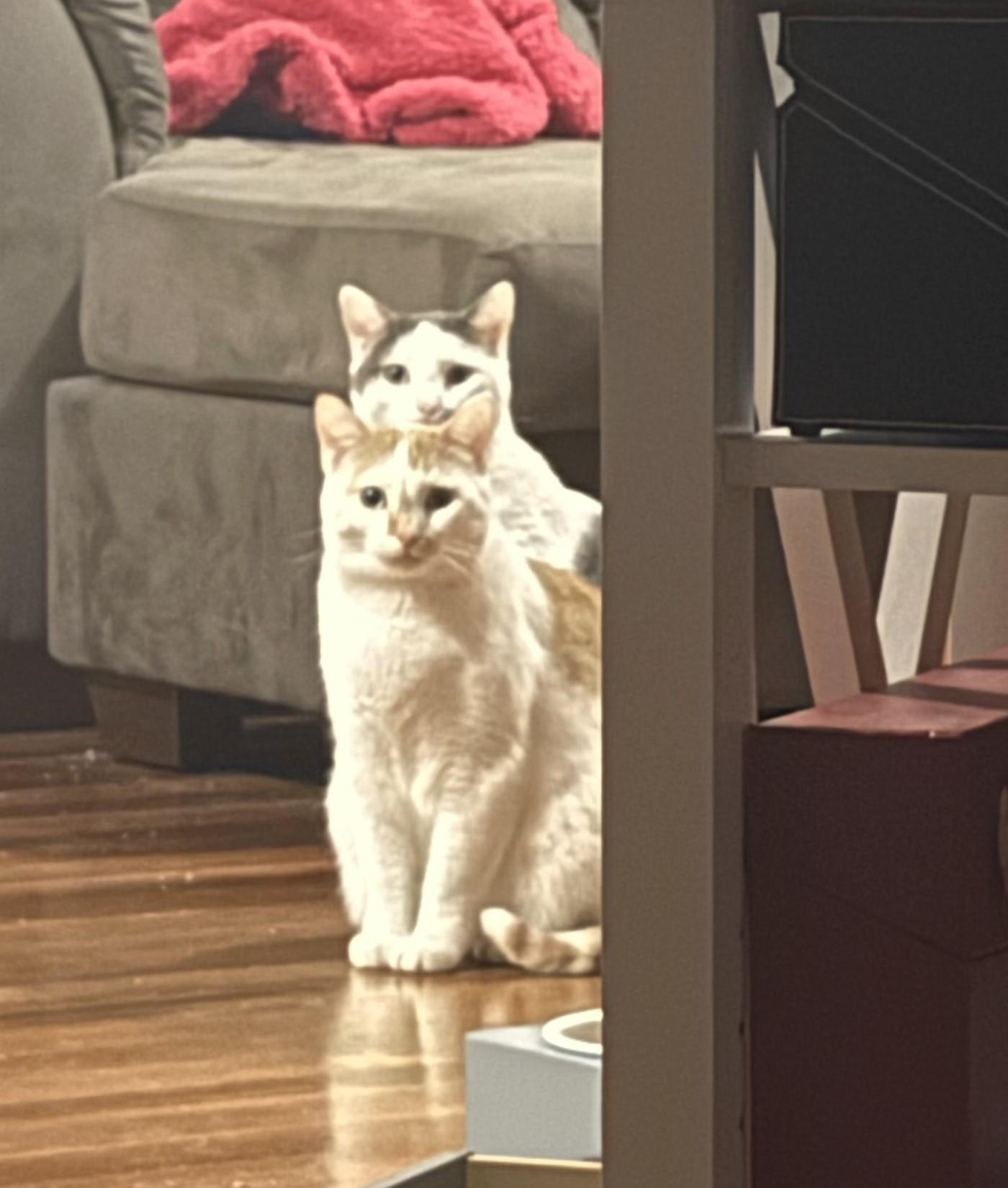Enlarge Harry, a Adoptable Domestic Short Hair in Waverly, IA image 6/6