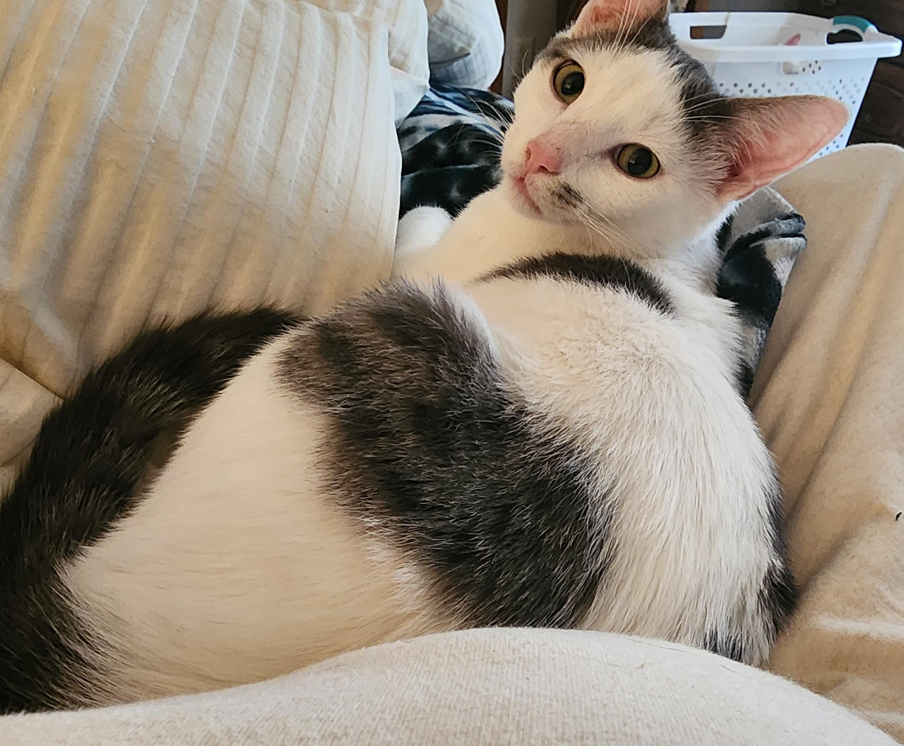 Harry, a Adoptable Domestic Short Hair in Waverly, IA image 3/5