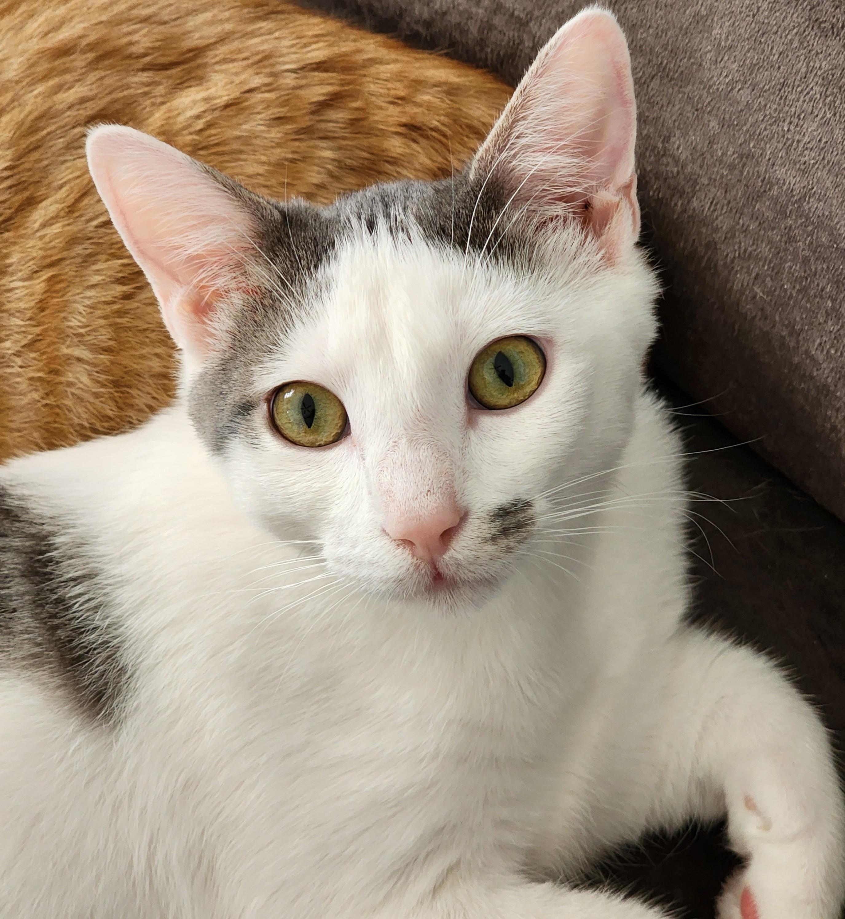 Harry, a Adoptable Domestic Short Hair in Waverly, IA image 2/5