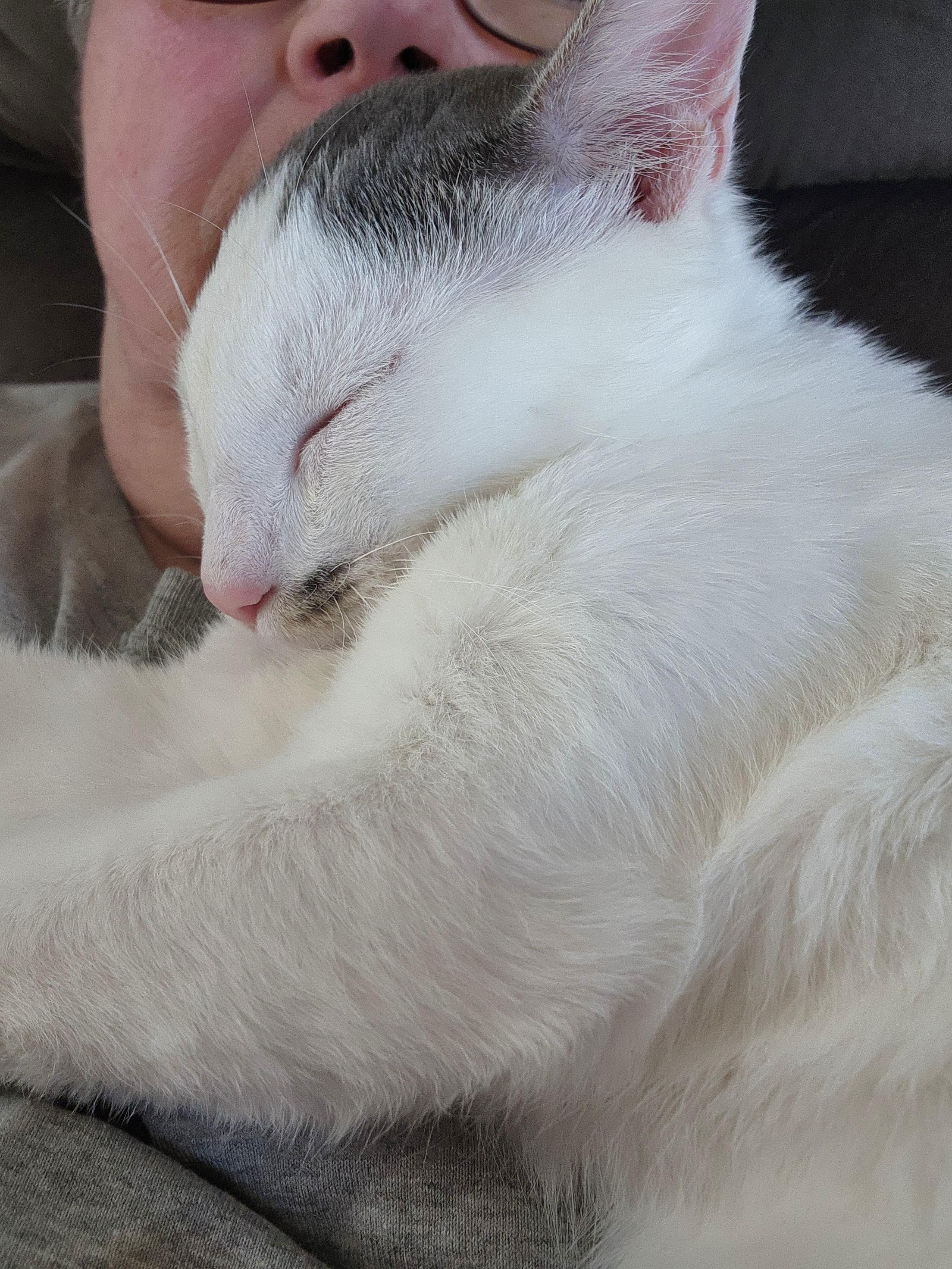 Harry, a Adoptable Domestic Short Hair in Waverly, IA image 4/5