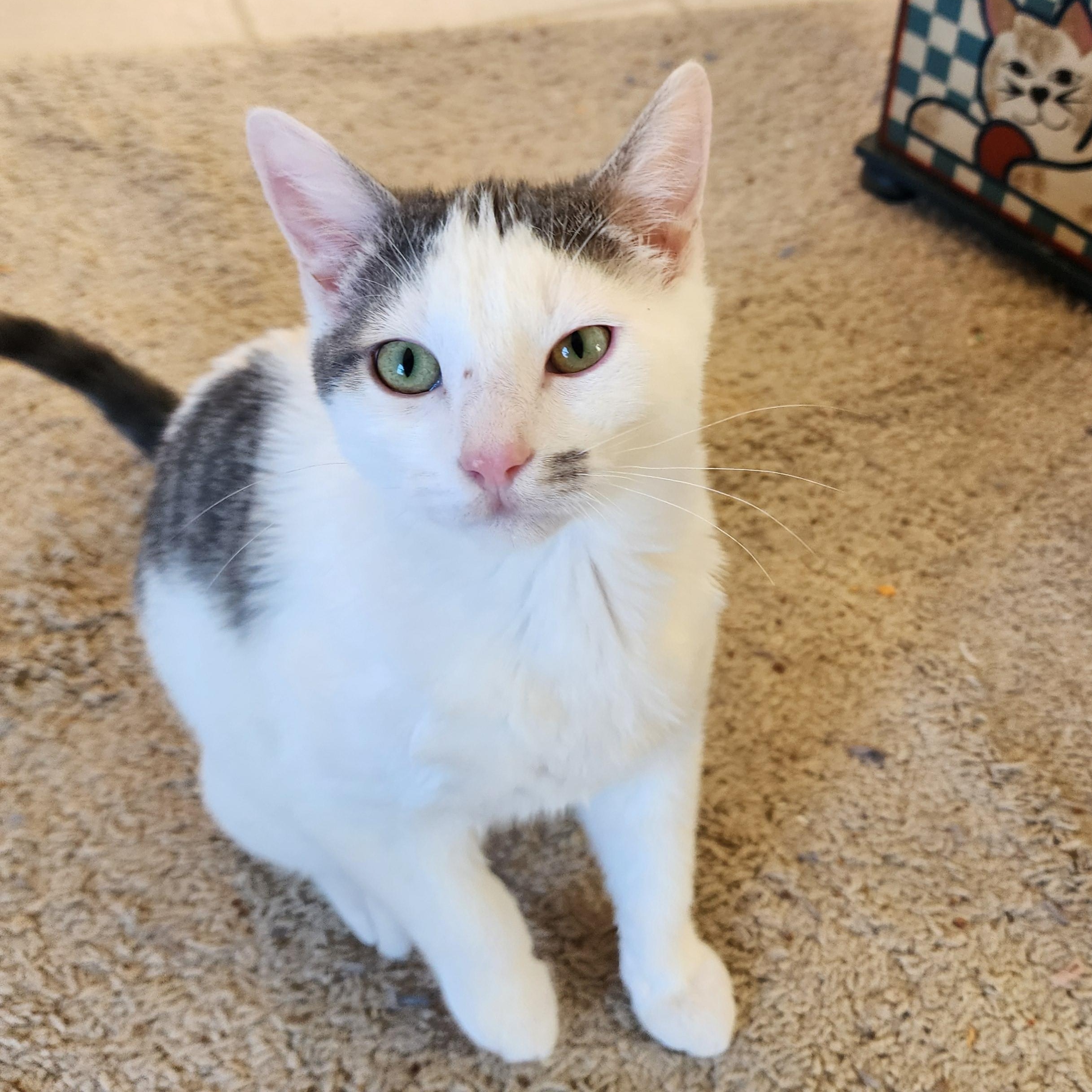 Harry, Adoptable, Young Male Domestic Short Hair.