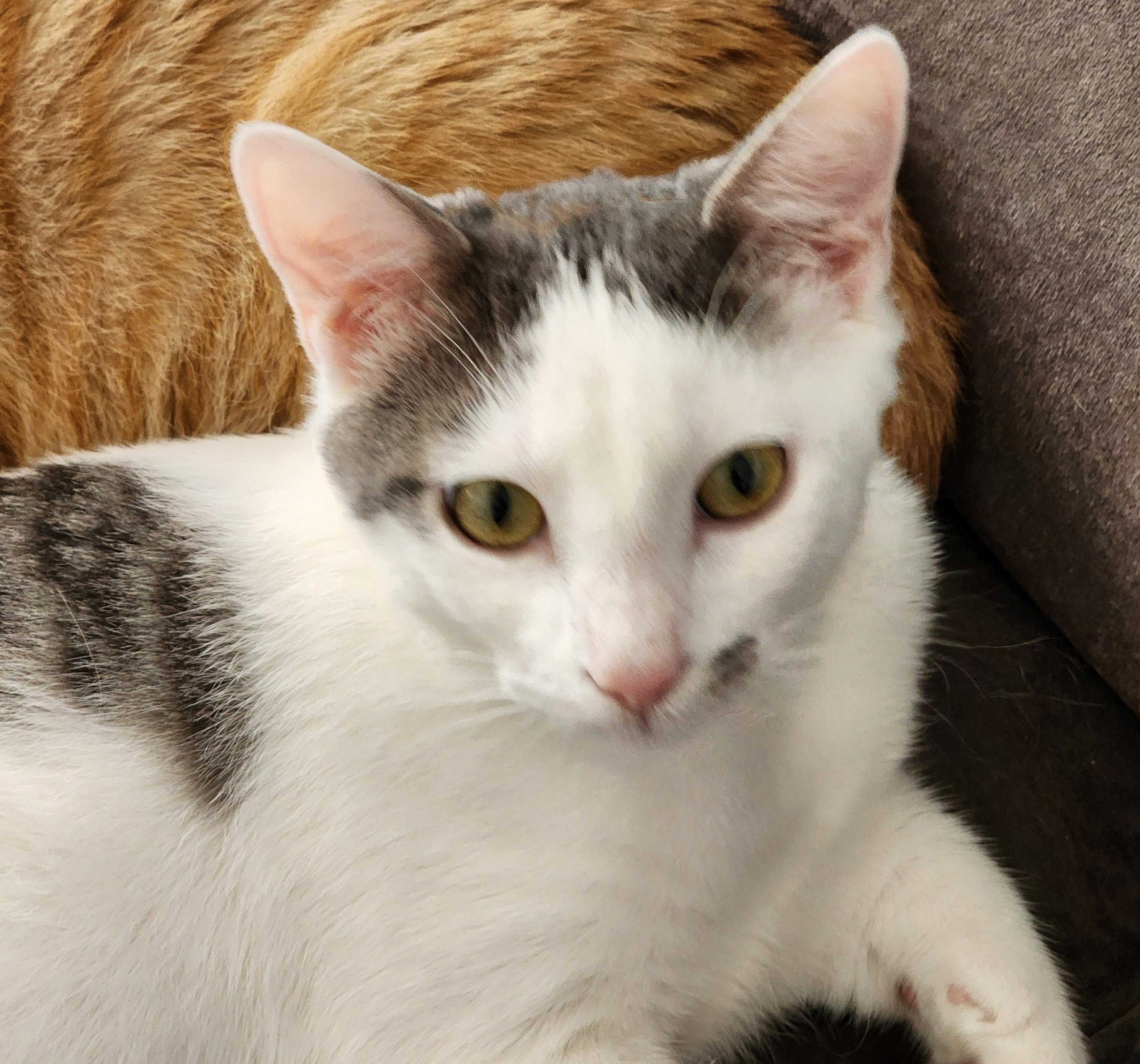 Harry, a Adoptable Domestic Short Hair in Waverly, IA image 5/5