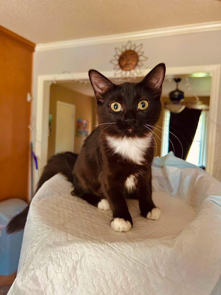 Poppy, an adopted Domestic Medium Hair in Johnston , RI image 6/6