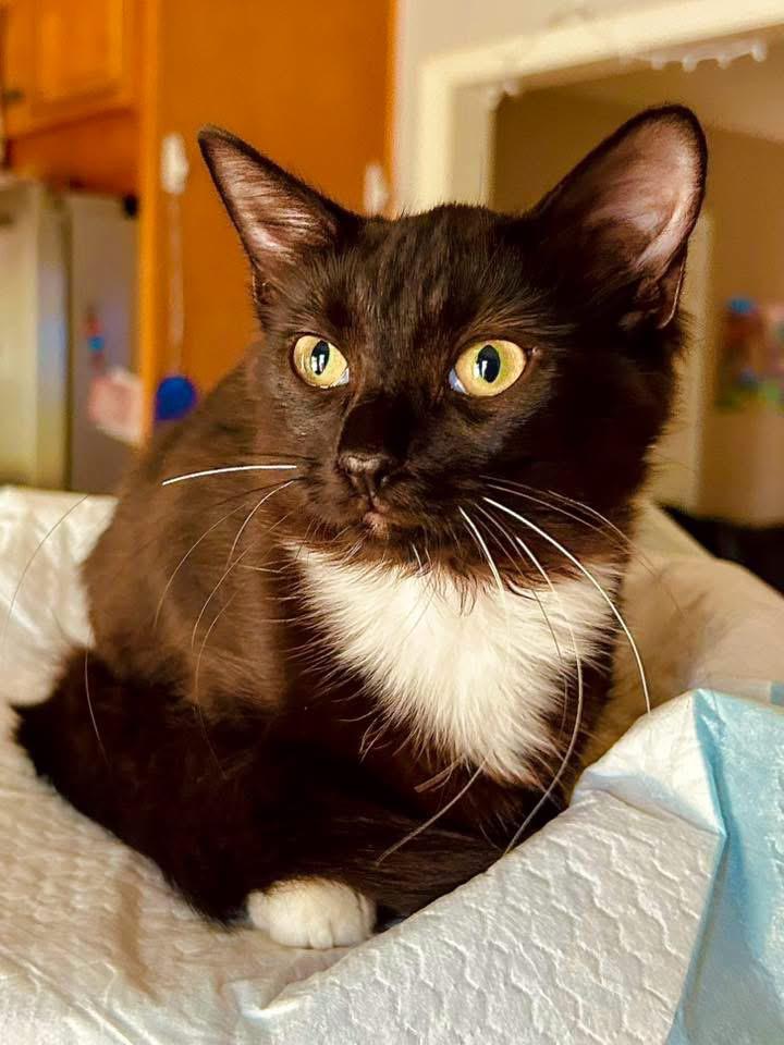 Poppy, an adopted Domestic Medium Hair in Johnston , RI image 3/6