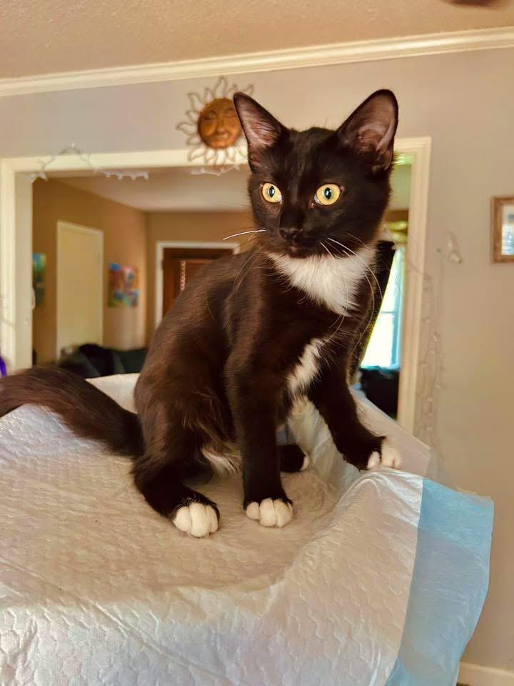 Poppy, an adopted Domestic Medium Hair in Johnston , RI image 2/6