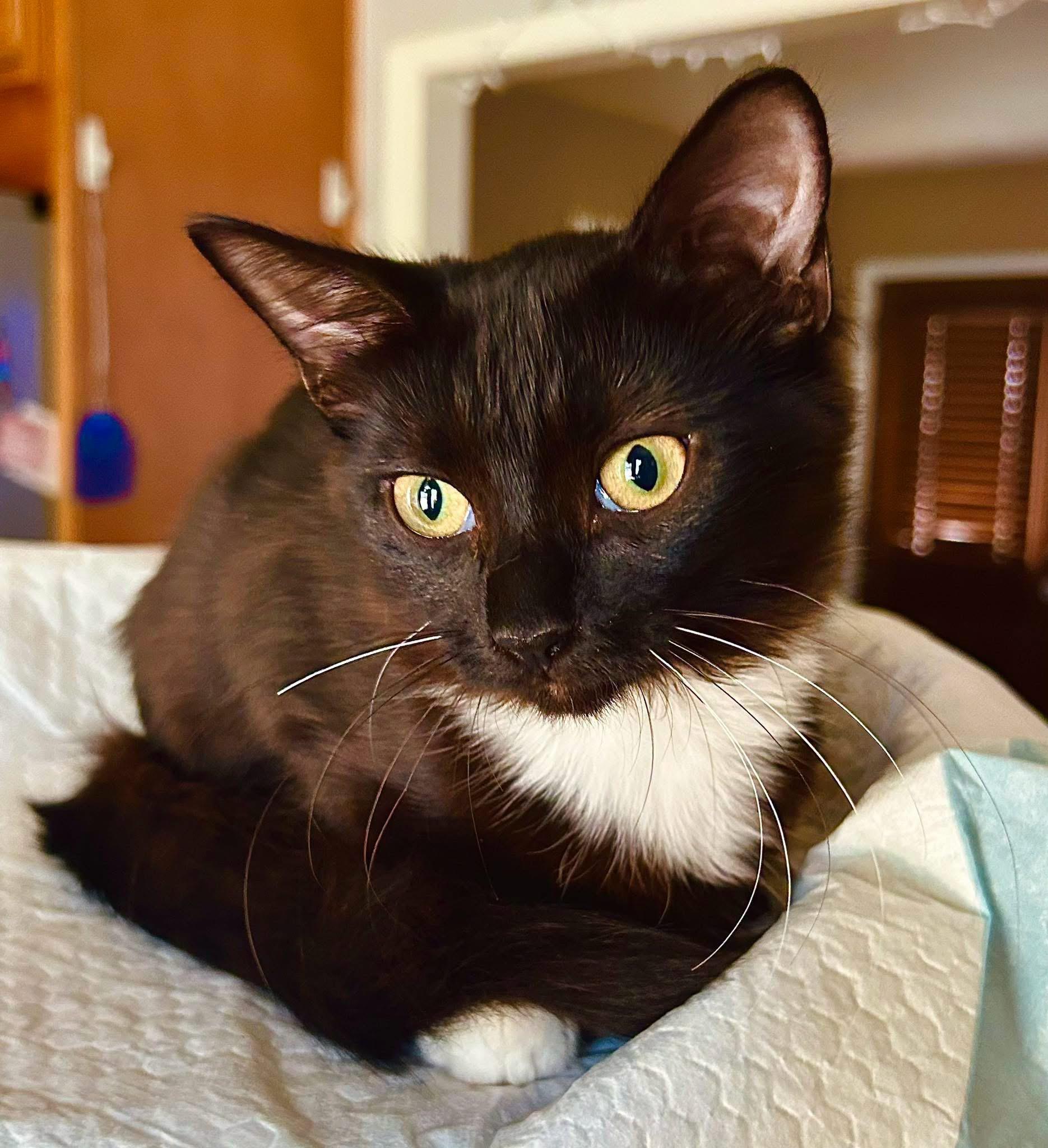 Poppy, adopted, Kitten Female Domestic Medium Hair.