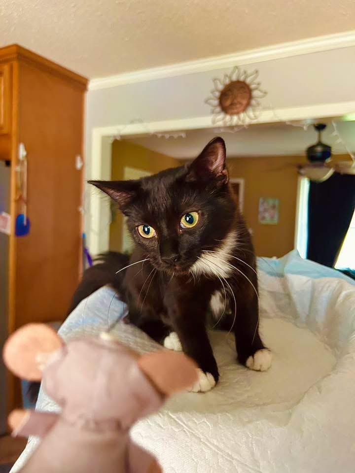 Poppy, an adopted Domestic Medium Hair in Johnston , RI image 4/6