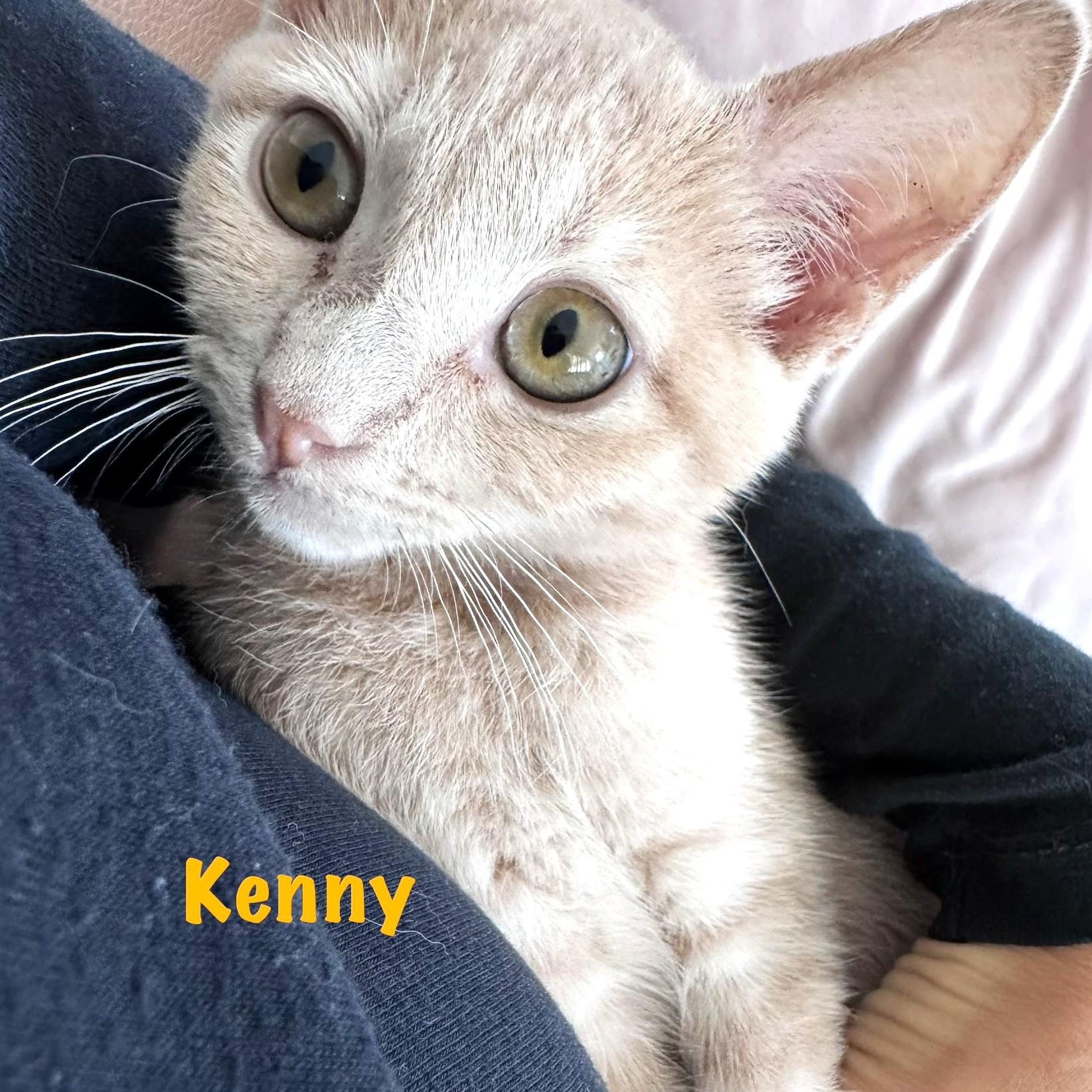 Kenny, ADOPTABLE, Kitten Male Tabby & Domestic Short Hair.