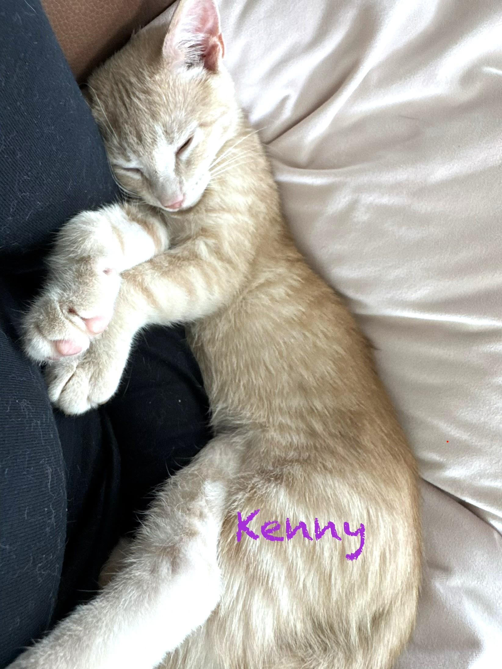 Kenny, a ADOPTABLE mixed breed in Smithfield, NC image 2/6