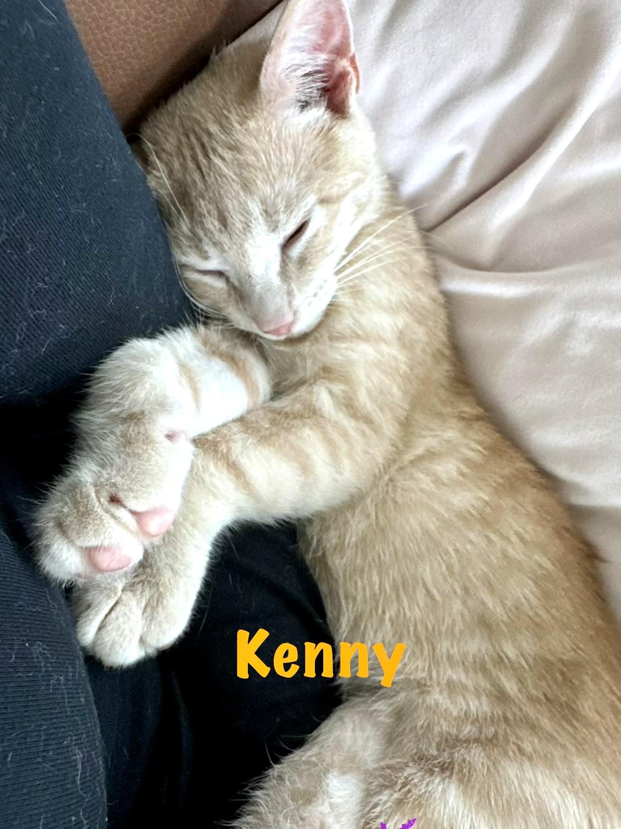 Kenny, a ADOPTABLE mixed breed in Smithfield, NC image 5/6