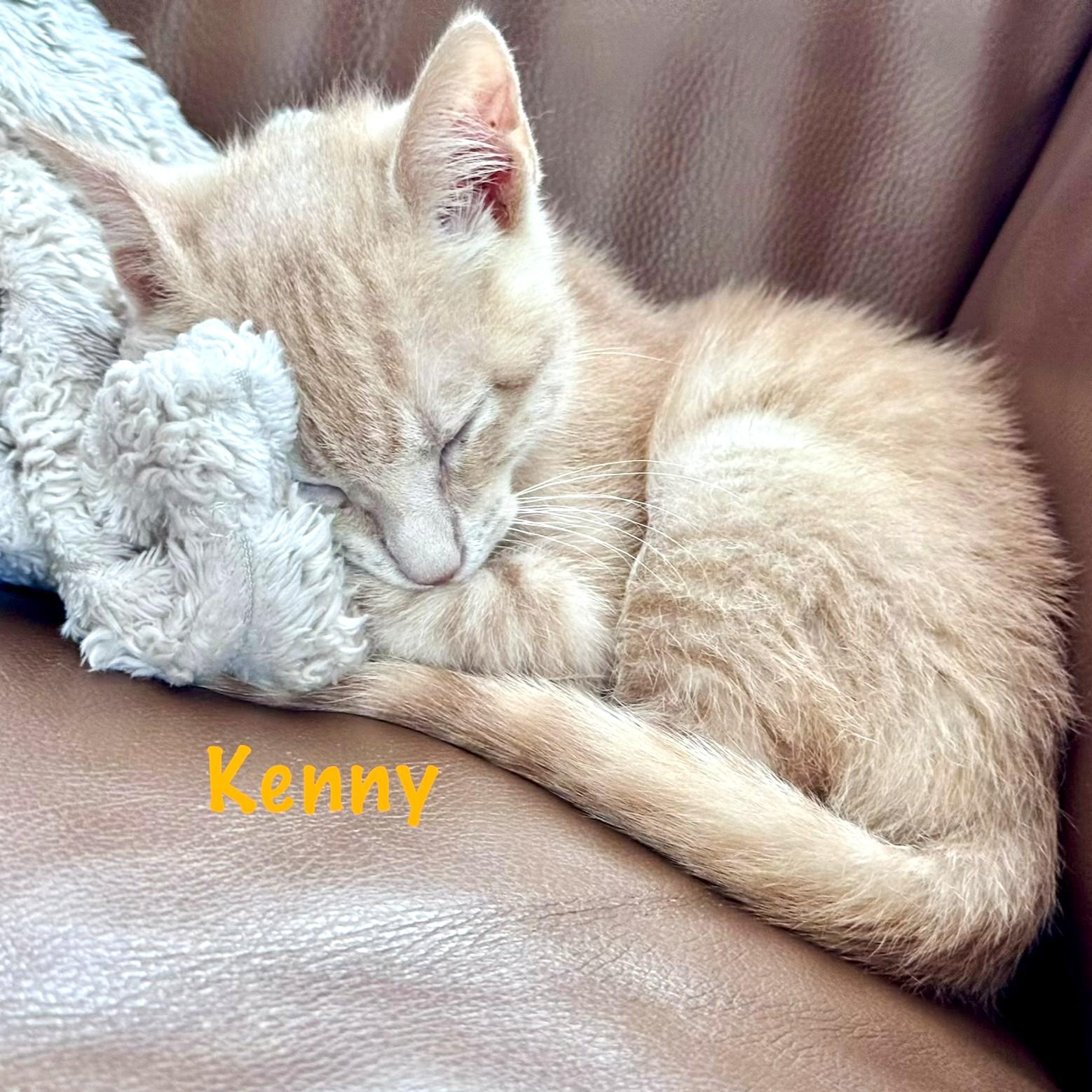 Kenny, a ADOPTABLE mixed breed in Smithfield, NC image 6/6