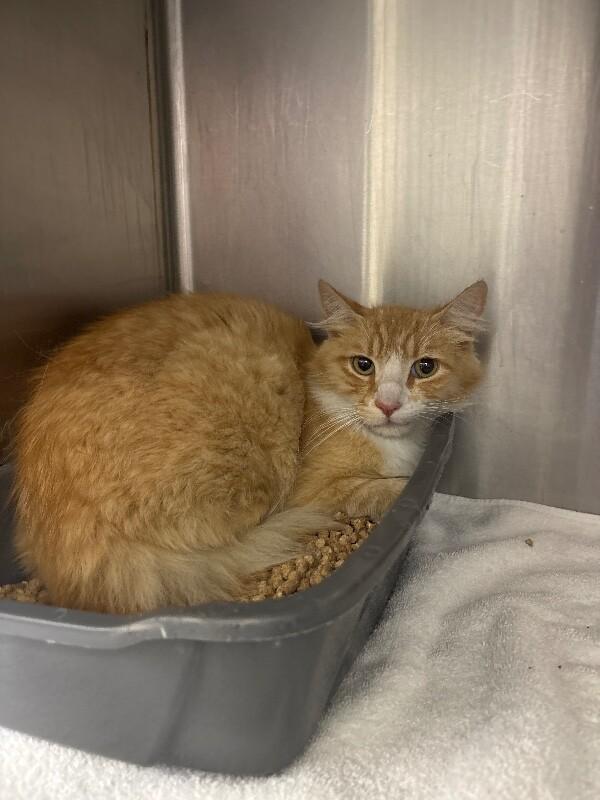 Banana, Adoptable, Adult Male Domestic Long Hair.