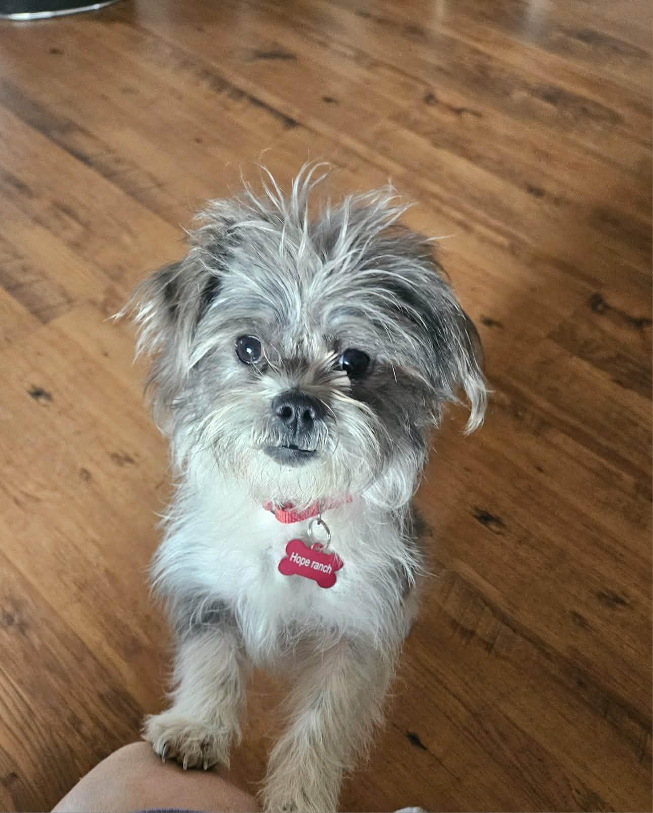 Enlarge Nelson, an adopted mixed breed in Anza, CA image 1/2