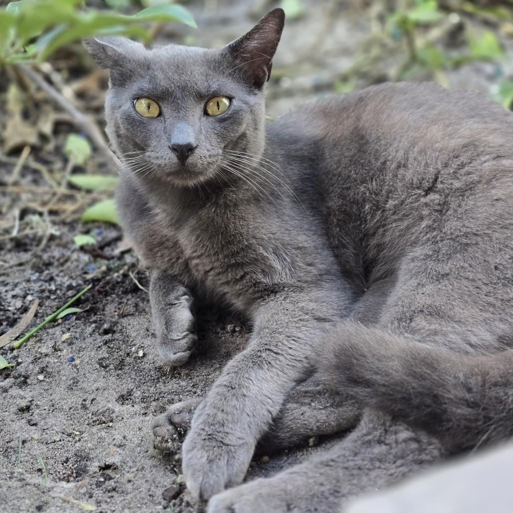 Enlarge Malish, a ADOPTABLE mixed breed in Parkland, FL image 3/3