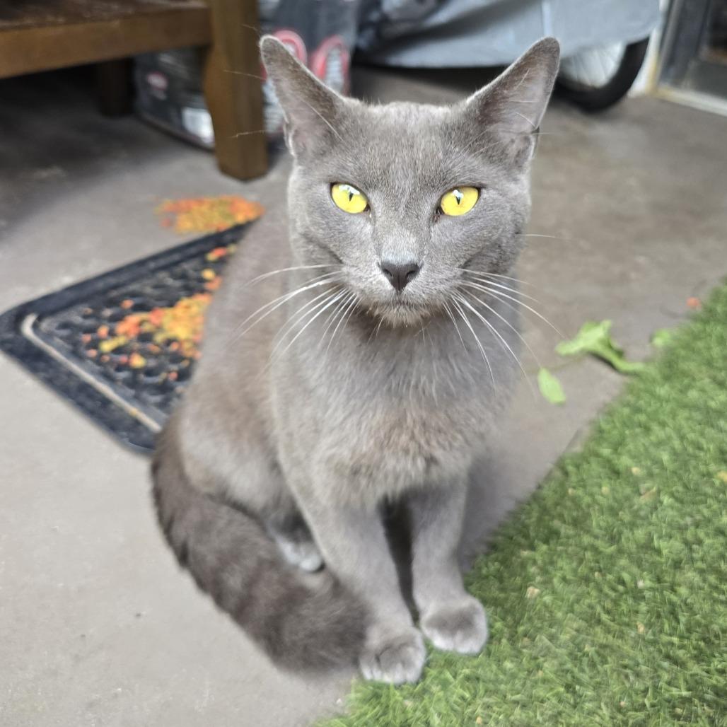 Enlarge Malish, a ADOPTABLE mixed breed in Parkland, FL image 1/3