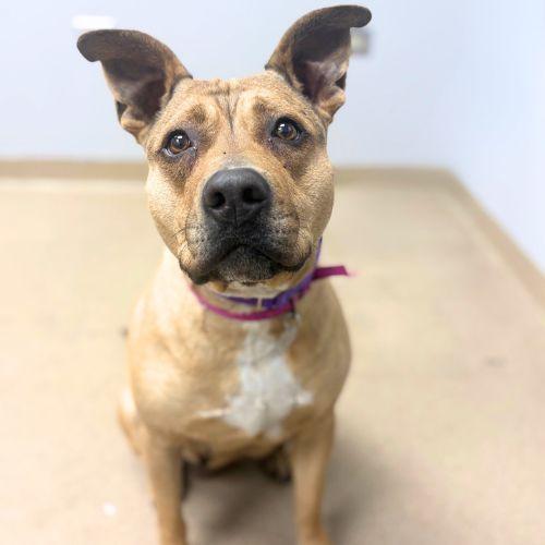 SWEET HEART, Adoptable, Young Female American Staffordshire Terrier.