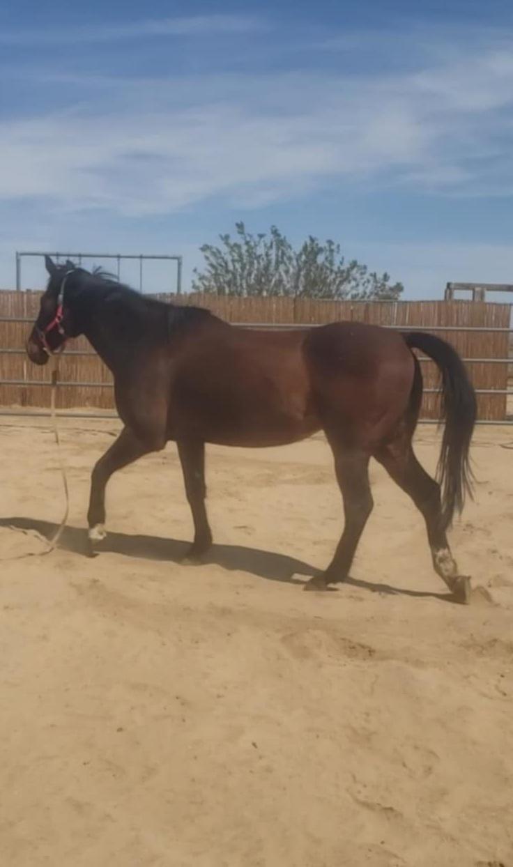 Enlarge Momentum, a Adoptable Thoroughbred in Yucca Valley, CA image 2/4