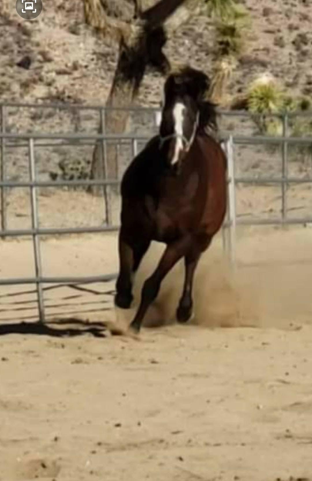 Enlarge Momentum, a Adoptable Thoroughbred in Yucca Valley, CA image 3/4