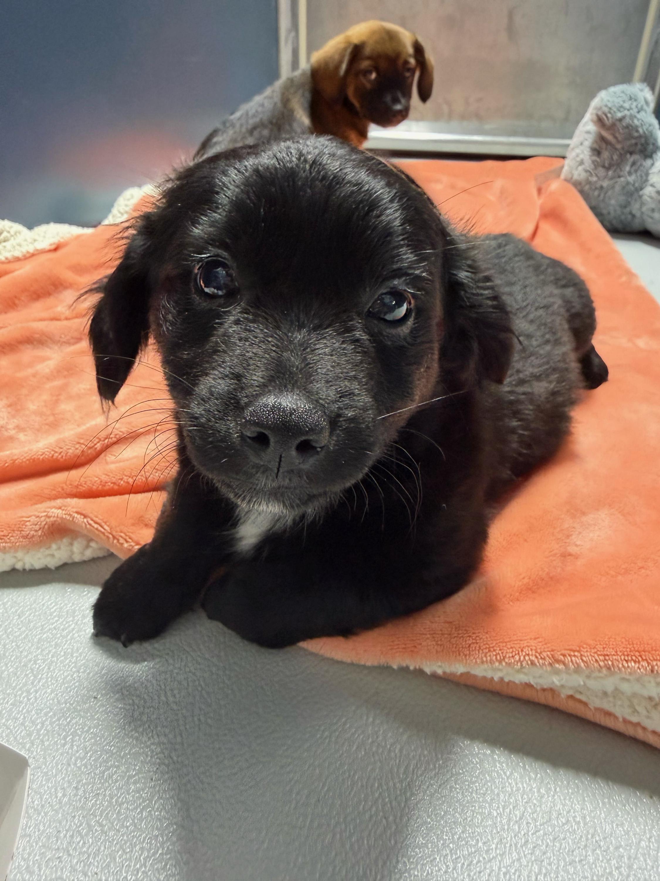 Mochi, a ADOPTABLE mixed breed in Copiague, NY image 2/2