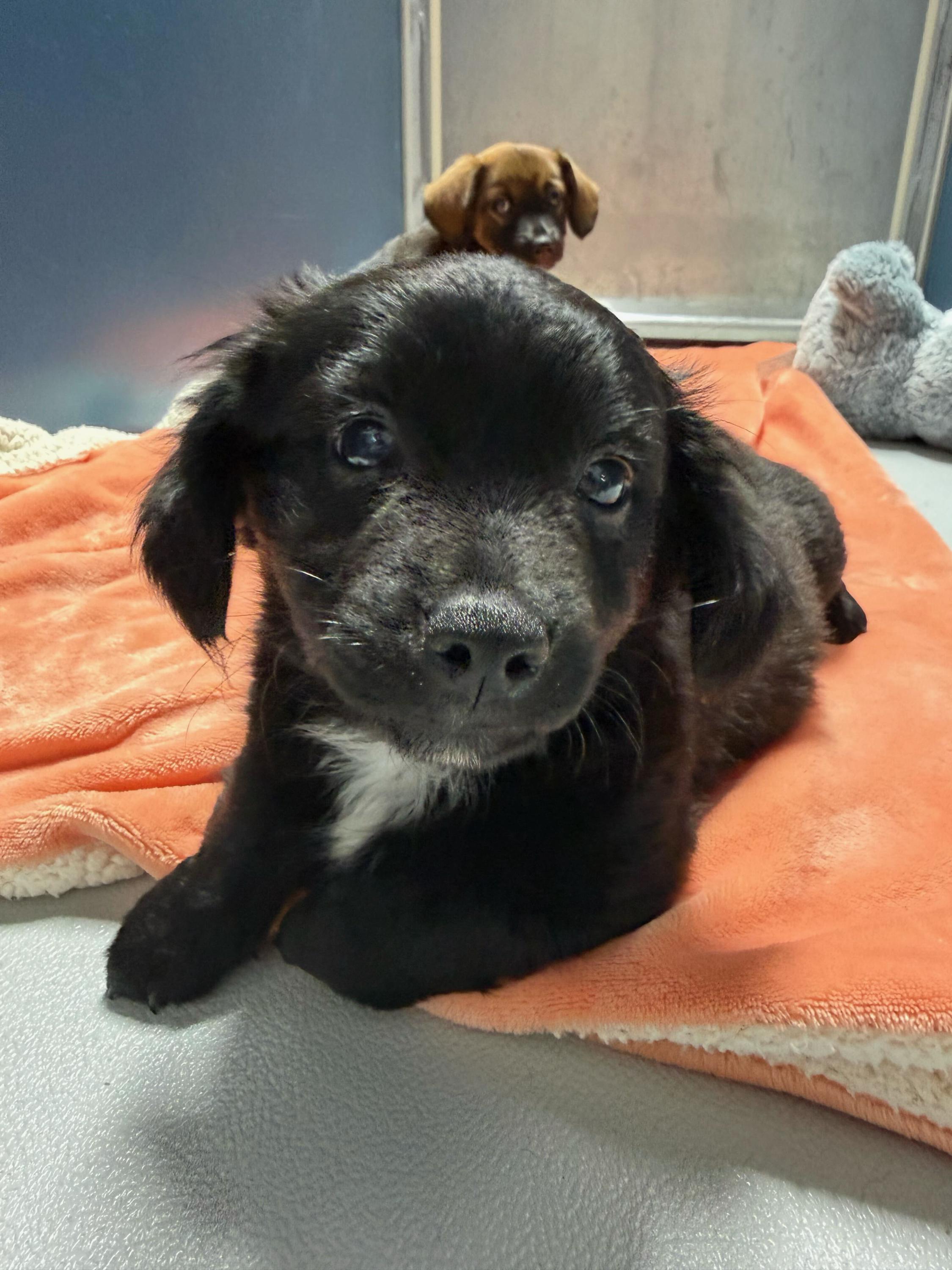Mochi, ADOPTABLE, Puppy Female Spaniel.