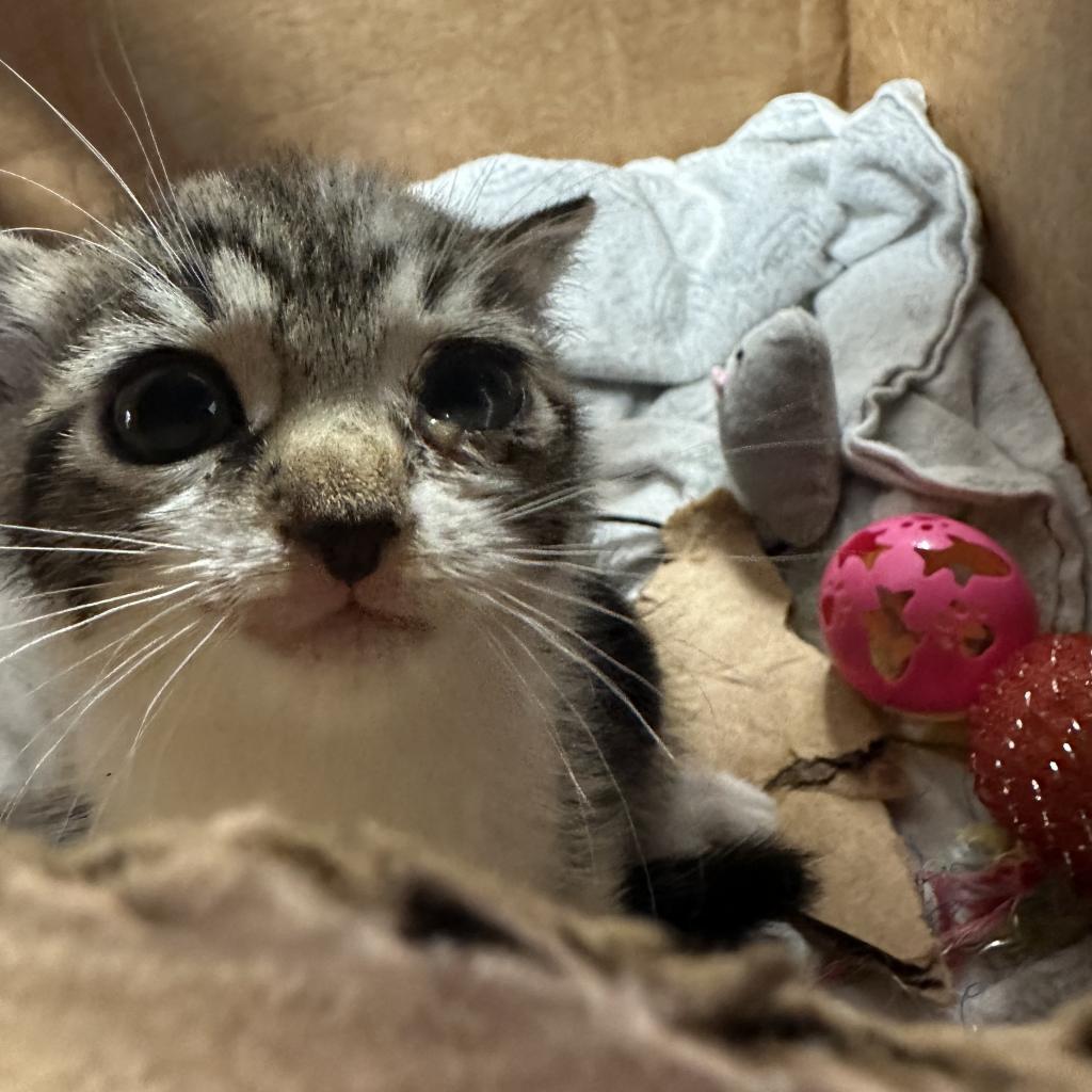 Luna FKA Pencil noodle, Adoptable, Adult Female Domestic Short Hair.