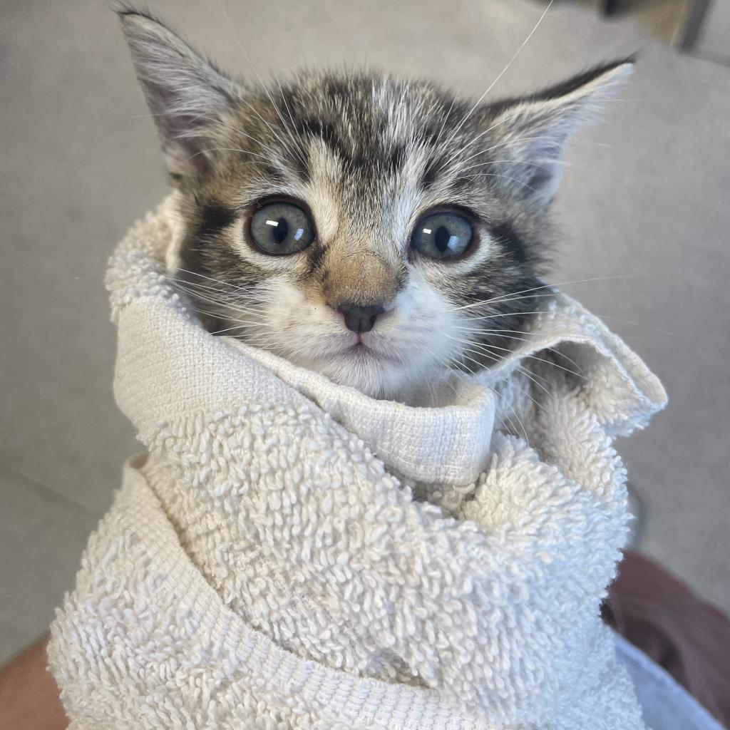 Enlarge Luna FKA Pencil noodle, a Adoptable Domestic Short Hair in Philadelphia, PA image 3/3