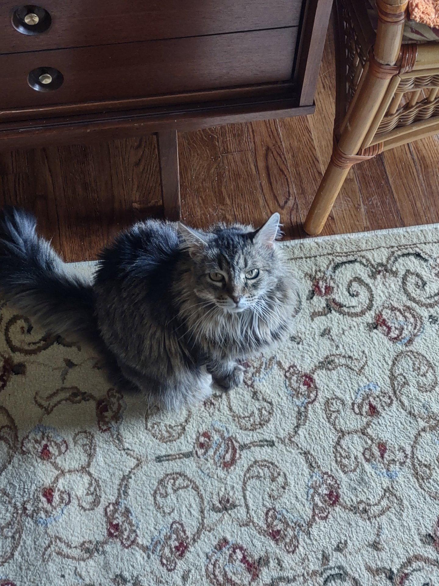 Daisy Courtesy Post, Adoptable, Senior Female Maine Coon & Domestic Long Hair.