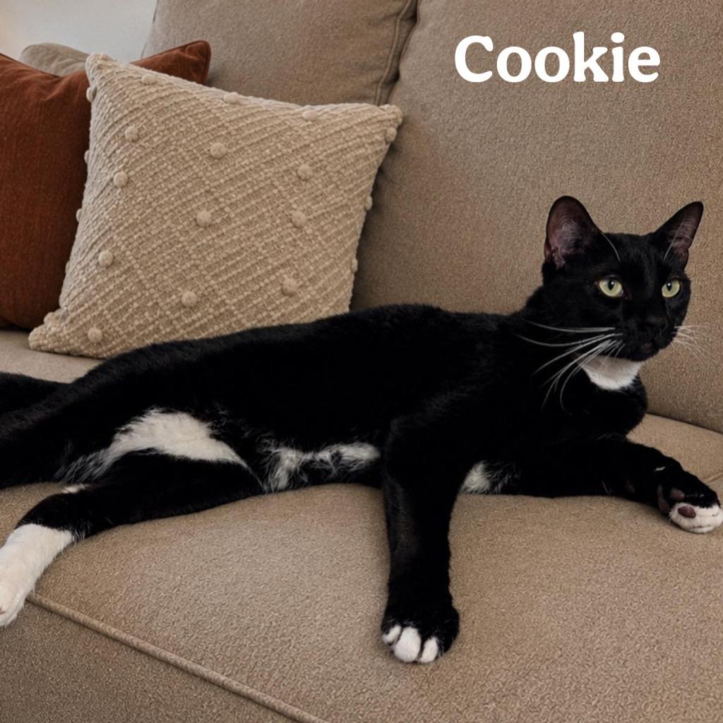 Cookie, a Adoptable mixed breed in Magnolia, TX image 1/3