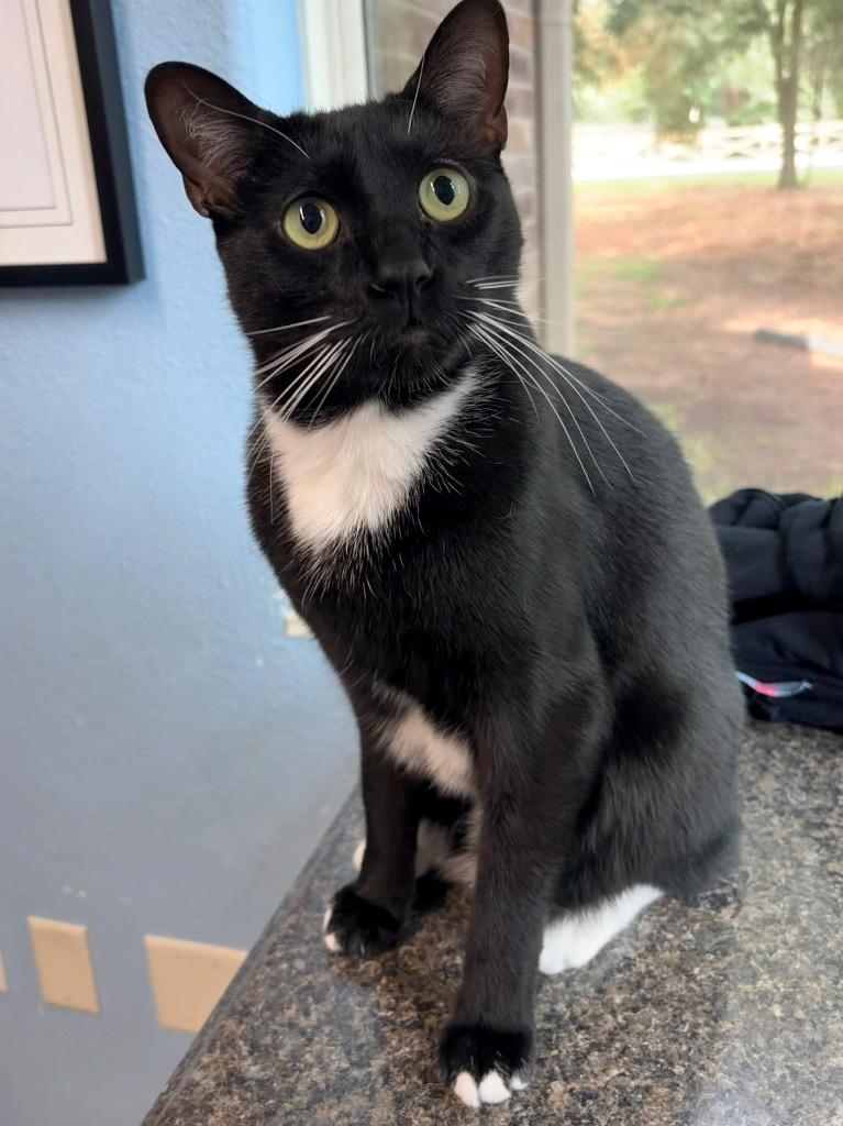 Cookie, a Adoptable mixed breed in Magnolia, TX image 3/3