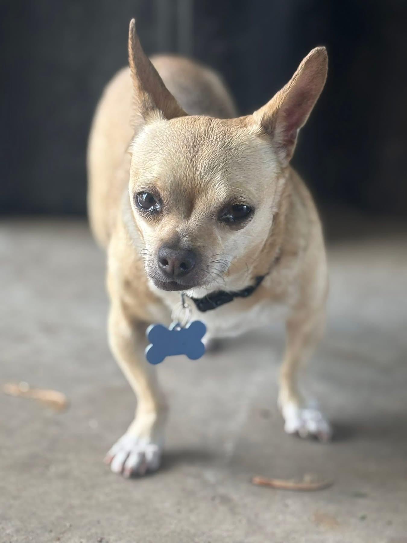 Pedro, adopted, Adult Male Chihuahua.