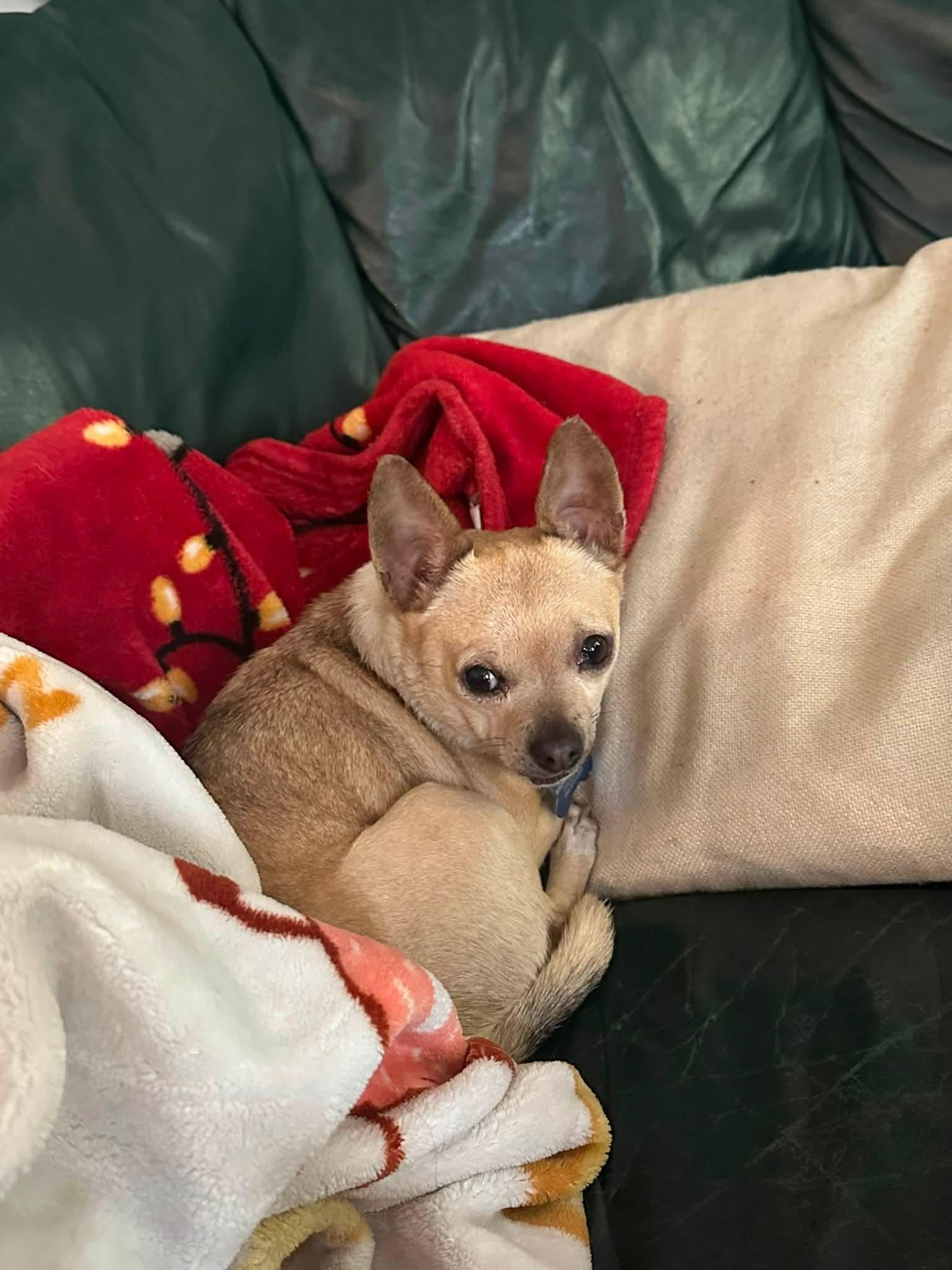 Enlarge Pedro, an adopted Chihuahua in Grosse Pointe Park, MI image 2/3