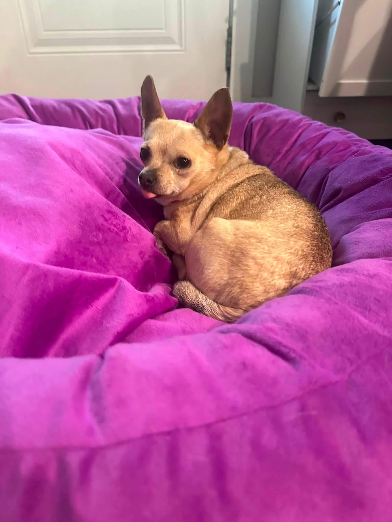 Enlarge Pedro, an adopted Chihuahua in Grosse Pointe Park, MI image 3/3