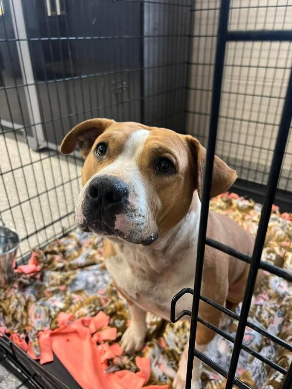 Cade, Adoptable, Young Male Pit Bull Terrier & Mixed Breed.