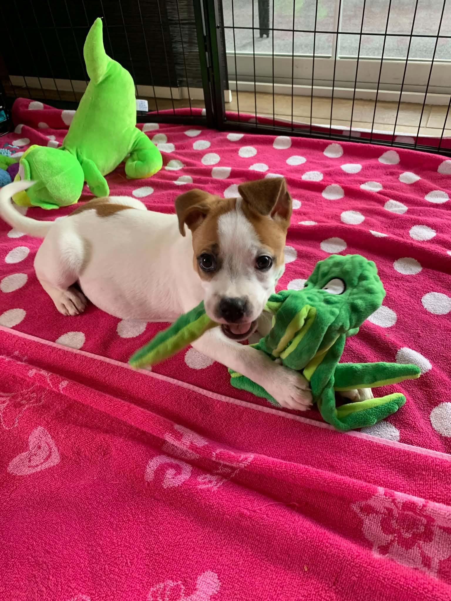 Peanut, adopted, Puppy Female Chihuahua.