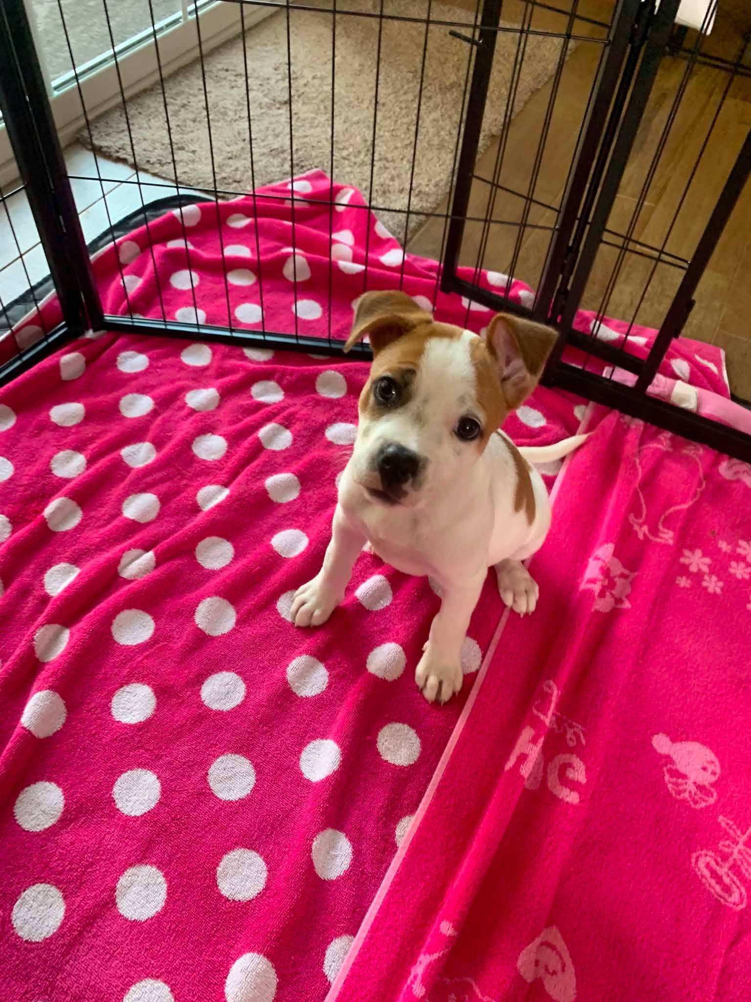 Peanut, an adopted mixed breed in Blue Bell, PA image 3/5