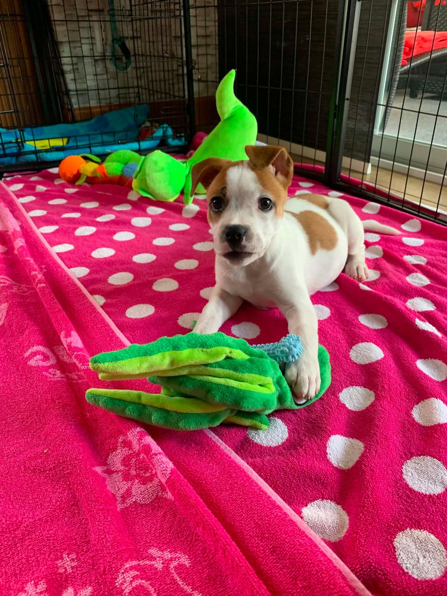 Peanut, an adopted mixed breed in Blue Bell, PA image 5/5