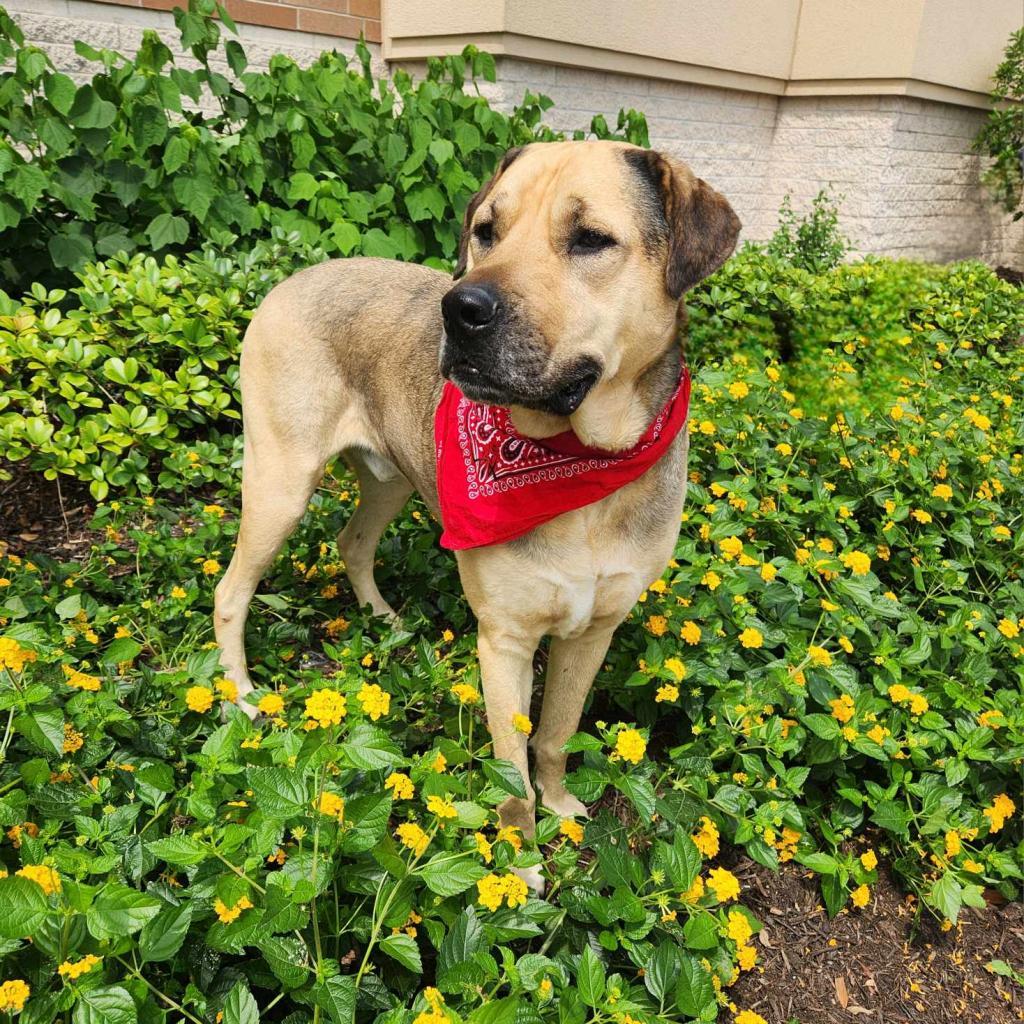 Finn JuM AKA Gage DD*, a Adoptable mixed breed in Austin, TX image 2/6