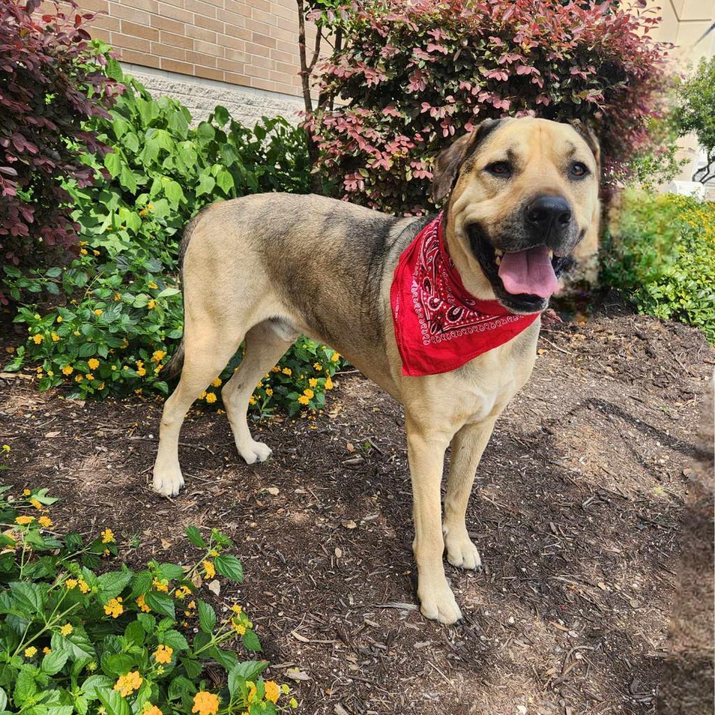 Finn JuM AKA Gage DD*, a Adoptable mixed breed in Austin, TX image 4/6